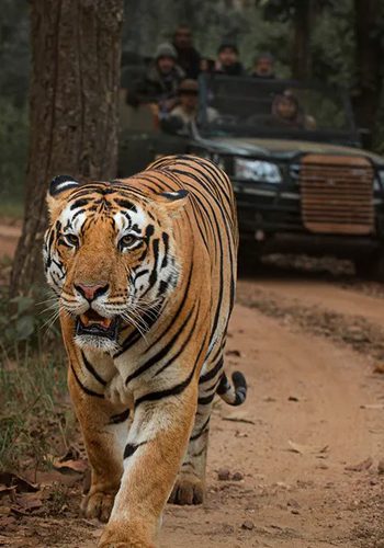 Tiger Encounter Safari Tour